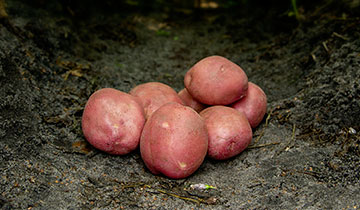Oleva Oleva